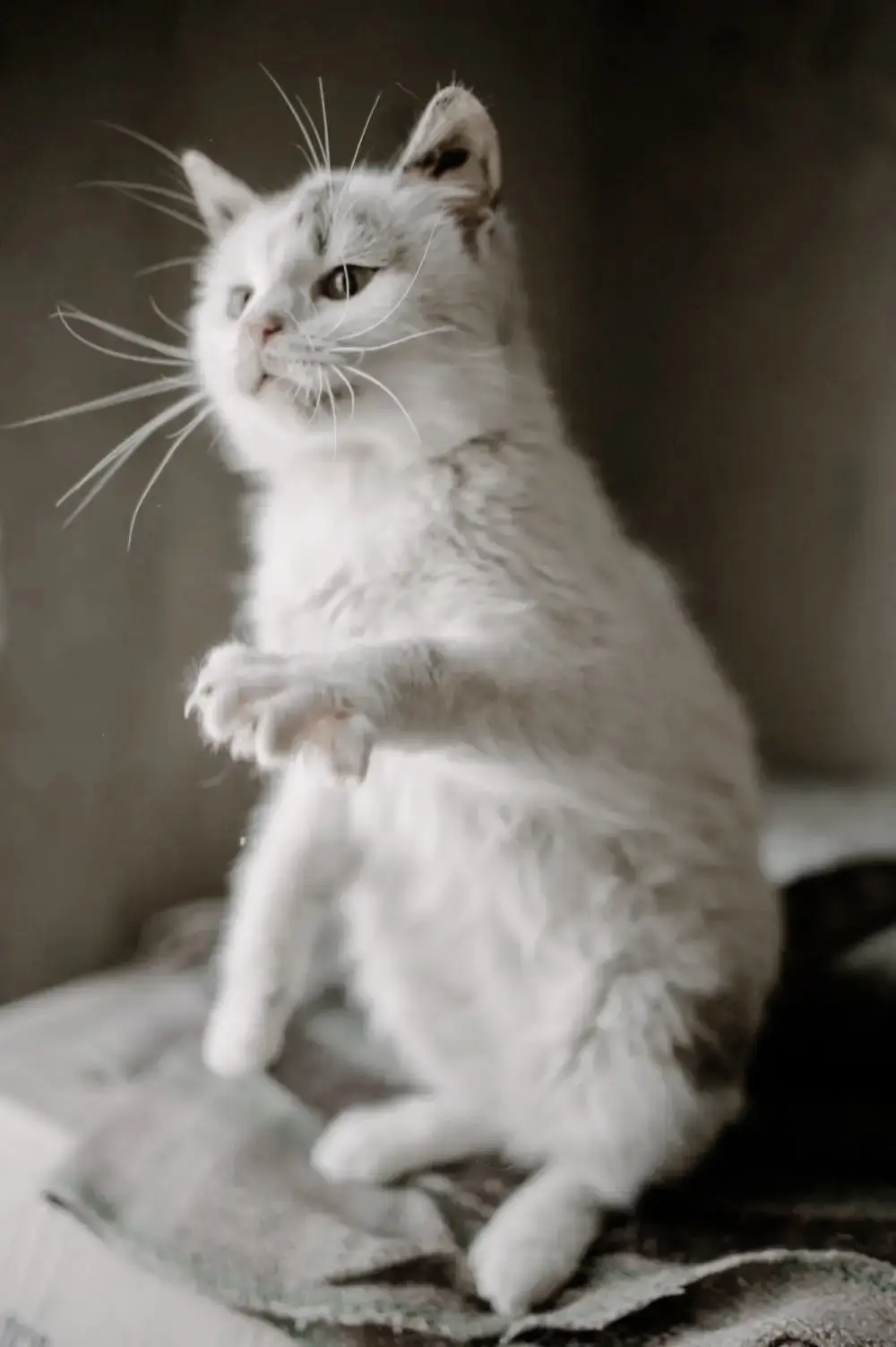 cute-fluffy-cat-playing-in-shelter-helping-animals-charity-philanthropy-e1636548493692
